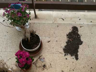 Mentre sul balcone sono disposte numerose piante. �Ognuno dei bimbi ne ha portata una � dice l�insegnante � e ogni mattina se ne devono prendere cura�
